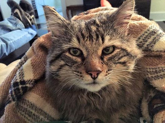 Student Starts GoFundMe Account for Rescue Cat