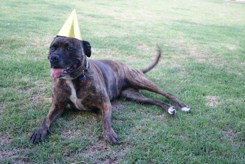 Birthday Bull Terrier Staffy Dog Staffordshire