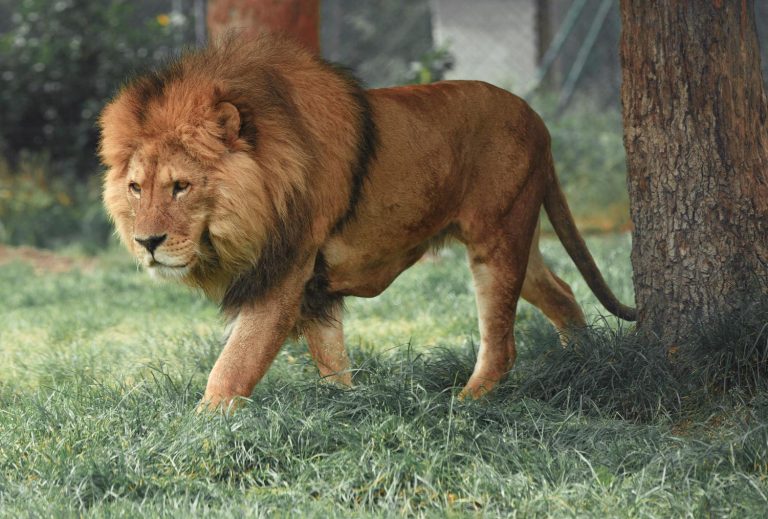 rumpletum lion