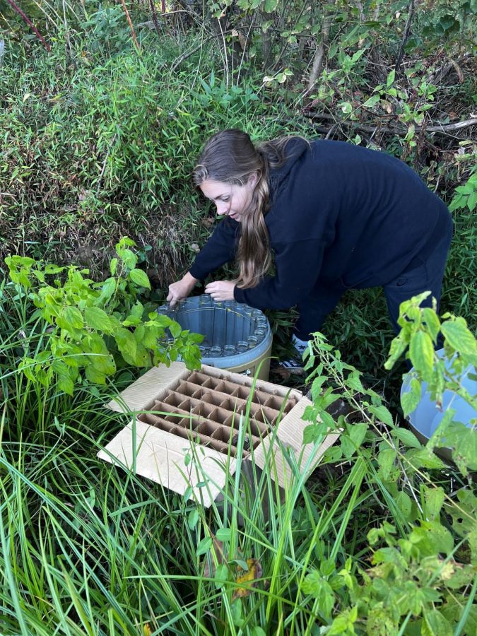 Rhylee Wittrock collects samples in the wetlands on campus PHOTO//Imani Vincent

