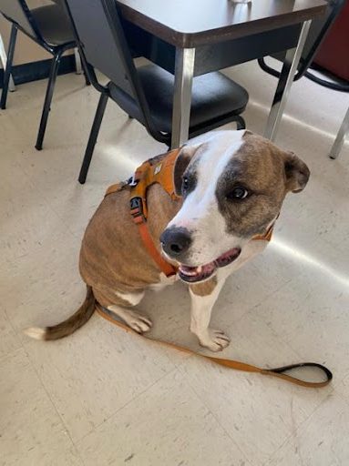 Arlo, Dr. Friedline’s Dog.
PHOTO// Madi Gallarelli