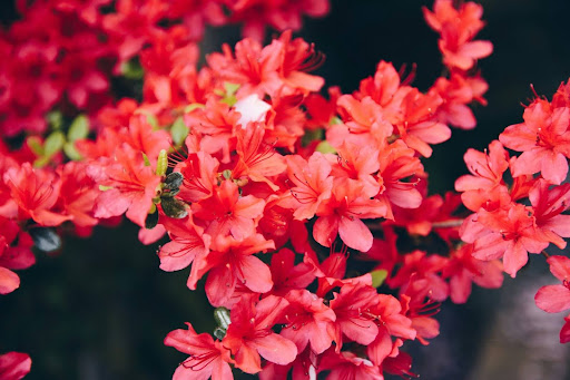 Go see the beautiful rhododendron flowers and thousands of azaleas at the Rhododendron Festival Apr. 12 through May 12!