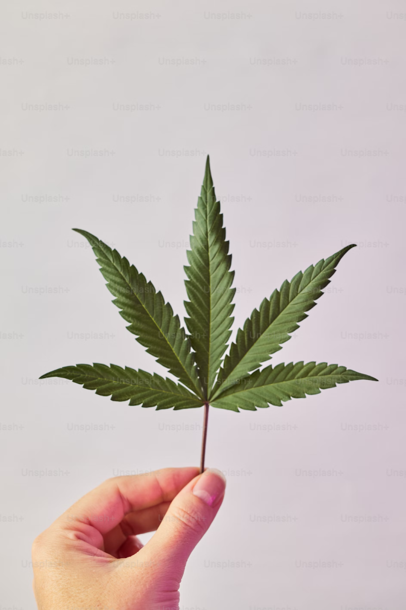 Cannabis sativa plant.