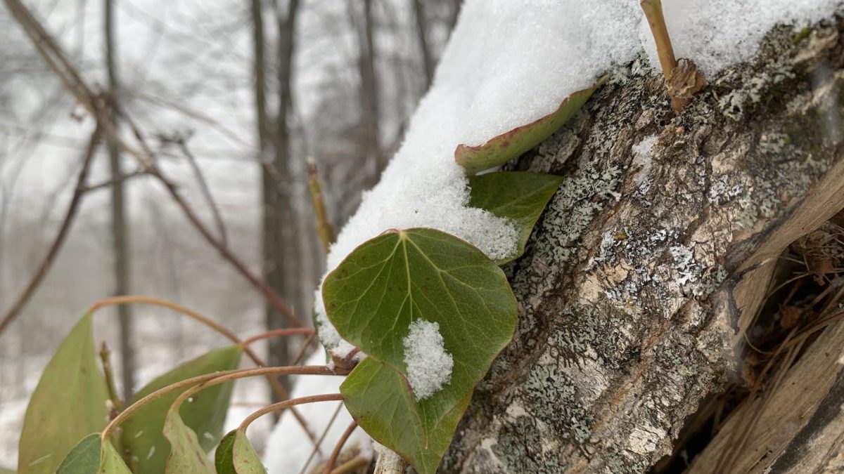 Snow rests on a leaf in the Piedmont University wetlands.