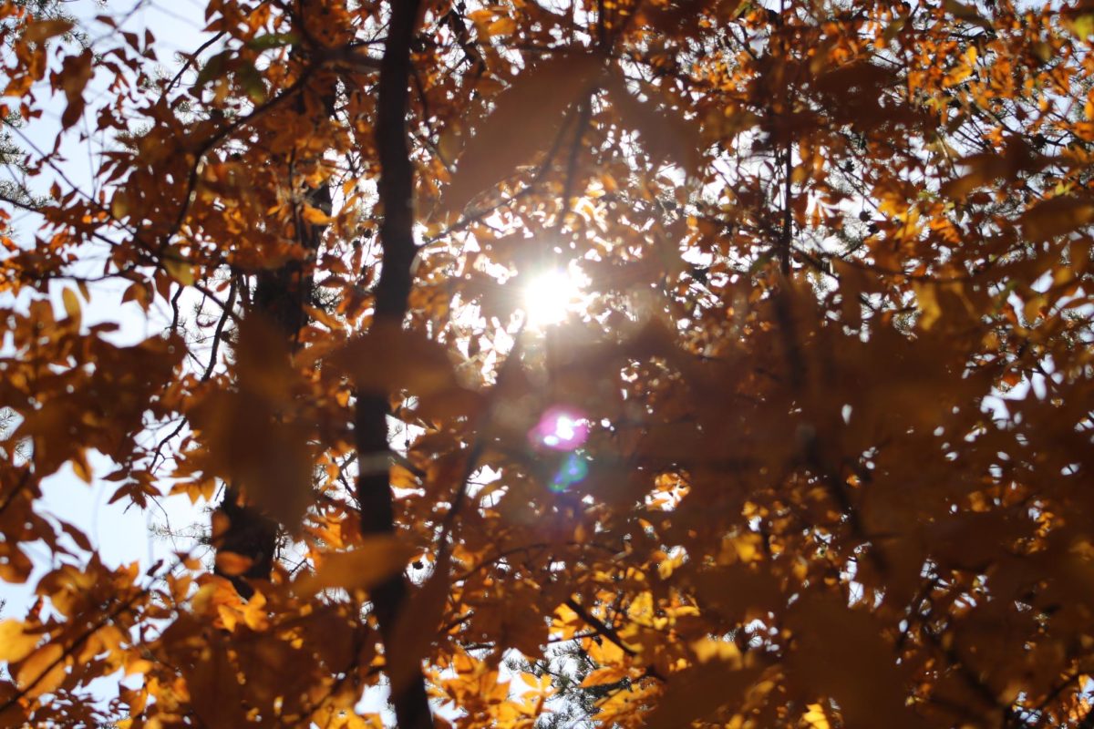 Sunlight peeks through the treescape as leaves fully turn to their fall colors.