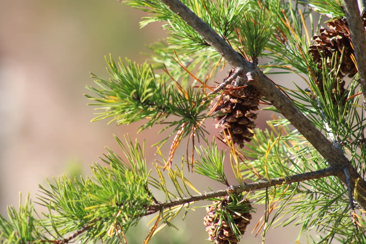 A pine tree clings to its last remaining pine cones at Tallulah Gorge State Park.